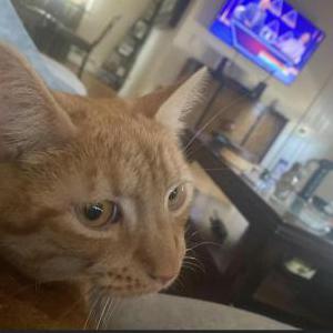 Lost 2 Archie (NY)