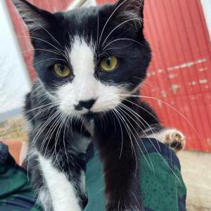 Lost Cat Sylvester