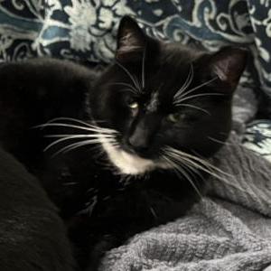 Lost 2 Tux (PA)