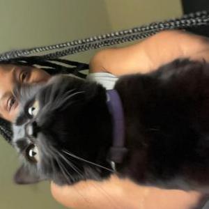 Lost Cat Tifa