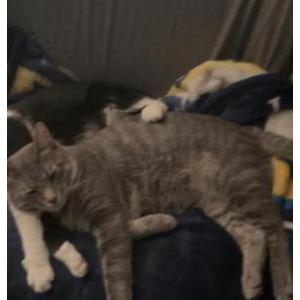 Image of Rory, Lost Cat