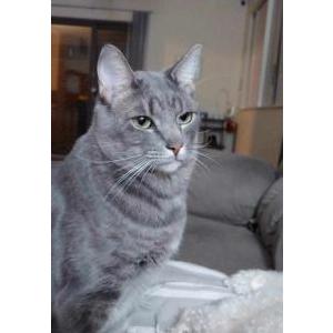 Lost Cat Wyatt