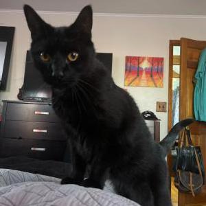 Lost Cat Mitten