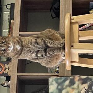 Lost Cat Essau