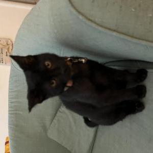 Found Cat Unknown