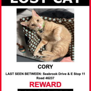 Lost Cat Cory