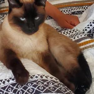 Image of Zaya, Lost Cat