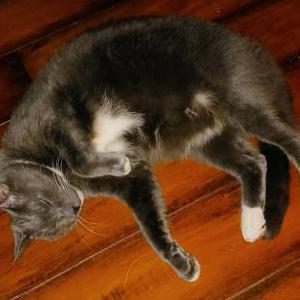 Image of Turbo, Lost Cat