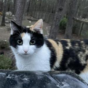 Lost Cat Piper
