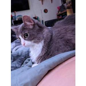Lost Cat Nezzy/Inez
