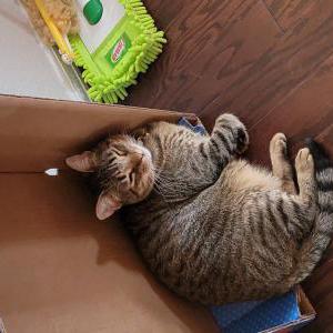 Lost Cat Stella