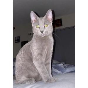 Image of Diesel, Lost Cat