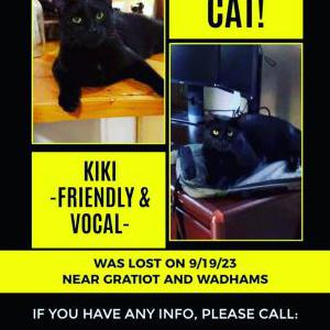 Lost Cat Dandylion/Kiki