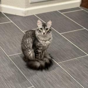 Lost Cat Hunter