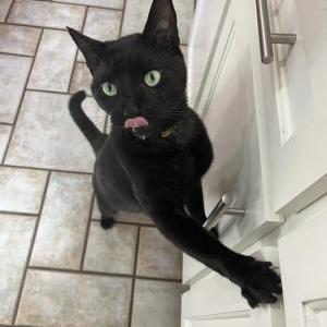 Image of Harley, Lost Cat