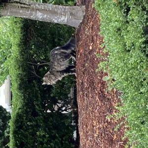 Lost Cat Elliott