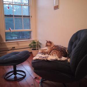 Lost Cat Zeek