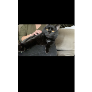 Lost Cat Stevie