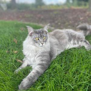 Lost Cat Mia