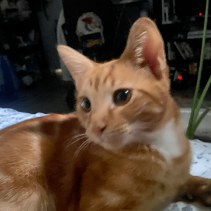 Image of Coa, Lost Cat