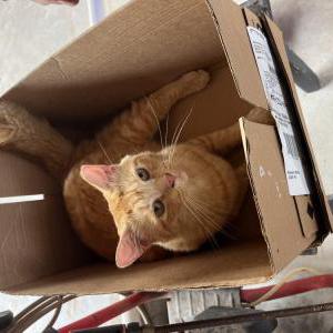 Lost Cat Roscoe