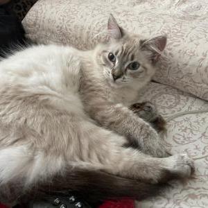 Lost Cat Maisie