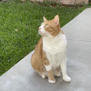 Image of Noble, Lost Cat