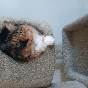 Image of Nancy, Lost Cat