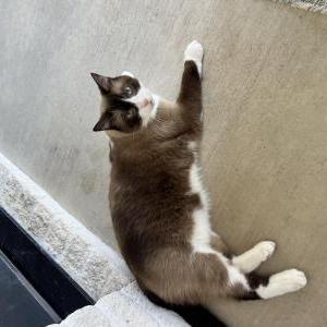 Image of Roscoe, Lost Cat