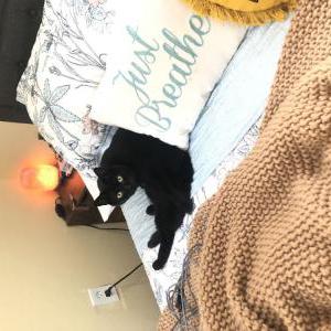 Lost Cat Bruce