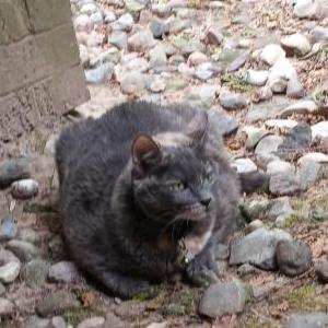 Lost Cat meowmeow