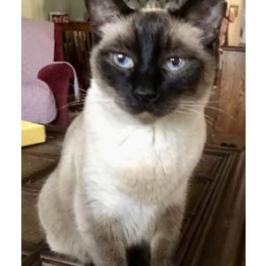 Image of Toby, Lost Cat