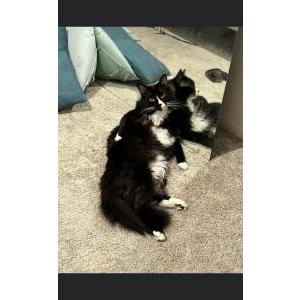 Image of Goob, Lost Cat