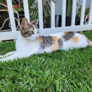 Lost Cat Penny