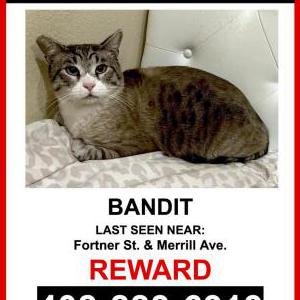Lost Cat Bandit