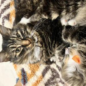 Lost Cat Loki