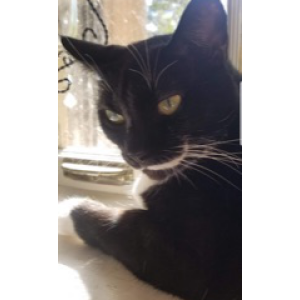 Lost Cat Leila