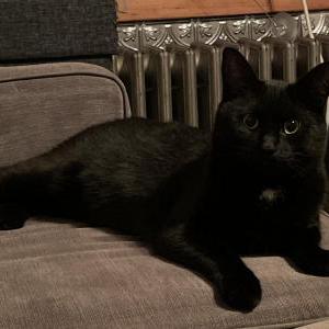 Lost Cat Soot