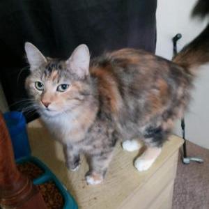 Lost Cat Callie