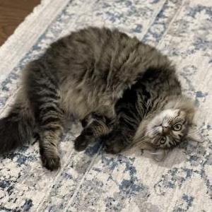 2nd Image of FLUFFY, Lost Cat