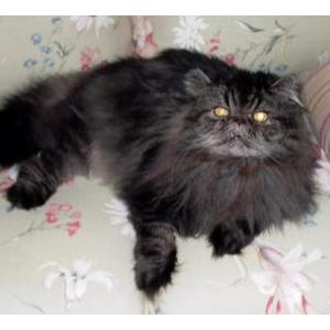 Lost Cat Munch
