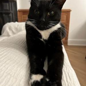 2nd Image of Montague / Monty, Lost Cat
