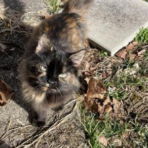 Lost Cat Moomoo