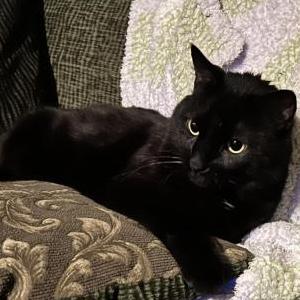 Image of Prince, Lost Cat