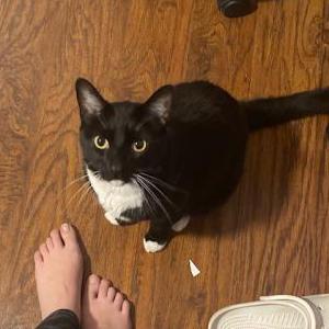 Lost Cat Bowie