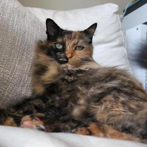 Image of Sapphire, Lost Cat