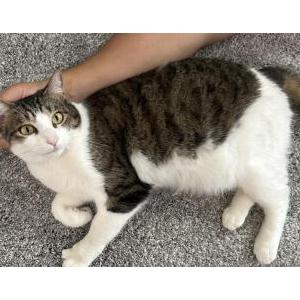 Image of Q (aka Qtip), Lost Cat