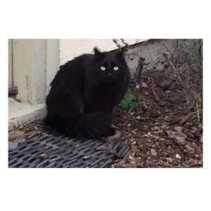 Image of Percy, Lost Cat