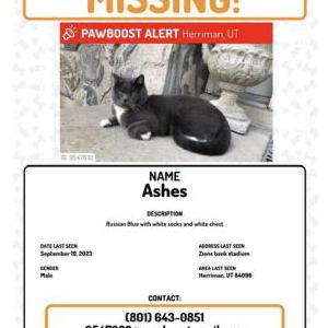 2nd Image of Ashes, Lost Cat