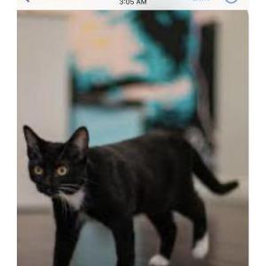 2nd Image of Whiskers, Lost Cat